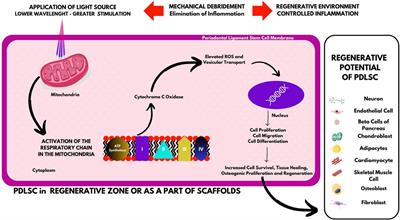 The effect of adjunctive LASER application on periodontal ligament stem cells